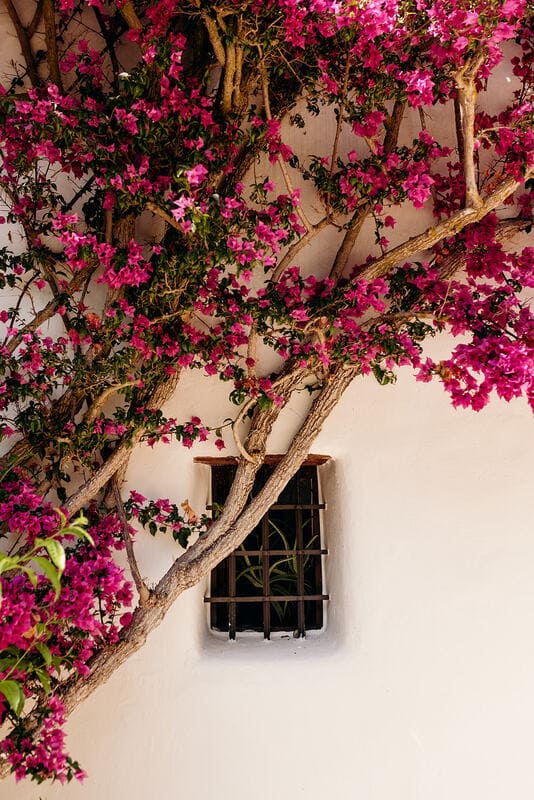 Why Bliss Ibiza loves private estates?