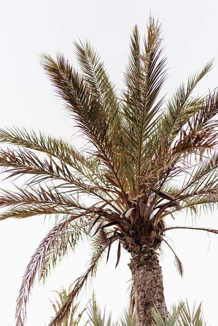 Intimate villa wedding Ibiza — ceremony moments, Ibiza