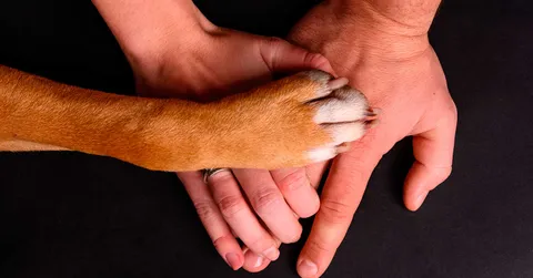 Seguros para animais domésticos