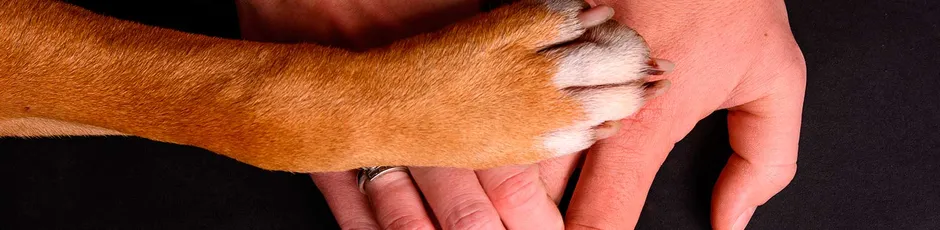 Seguros para animais domésticos