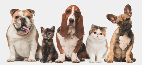 animais de estimação