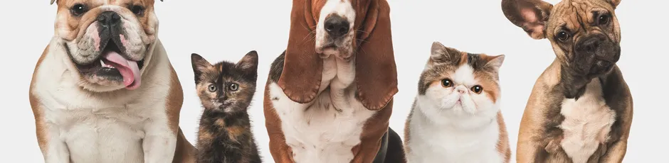 animais de estimação