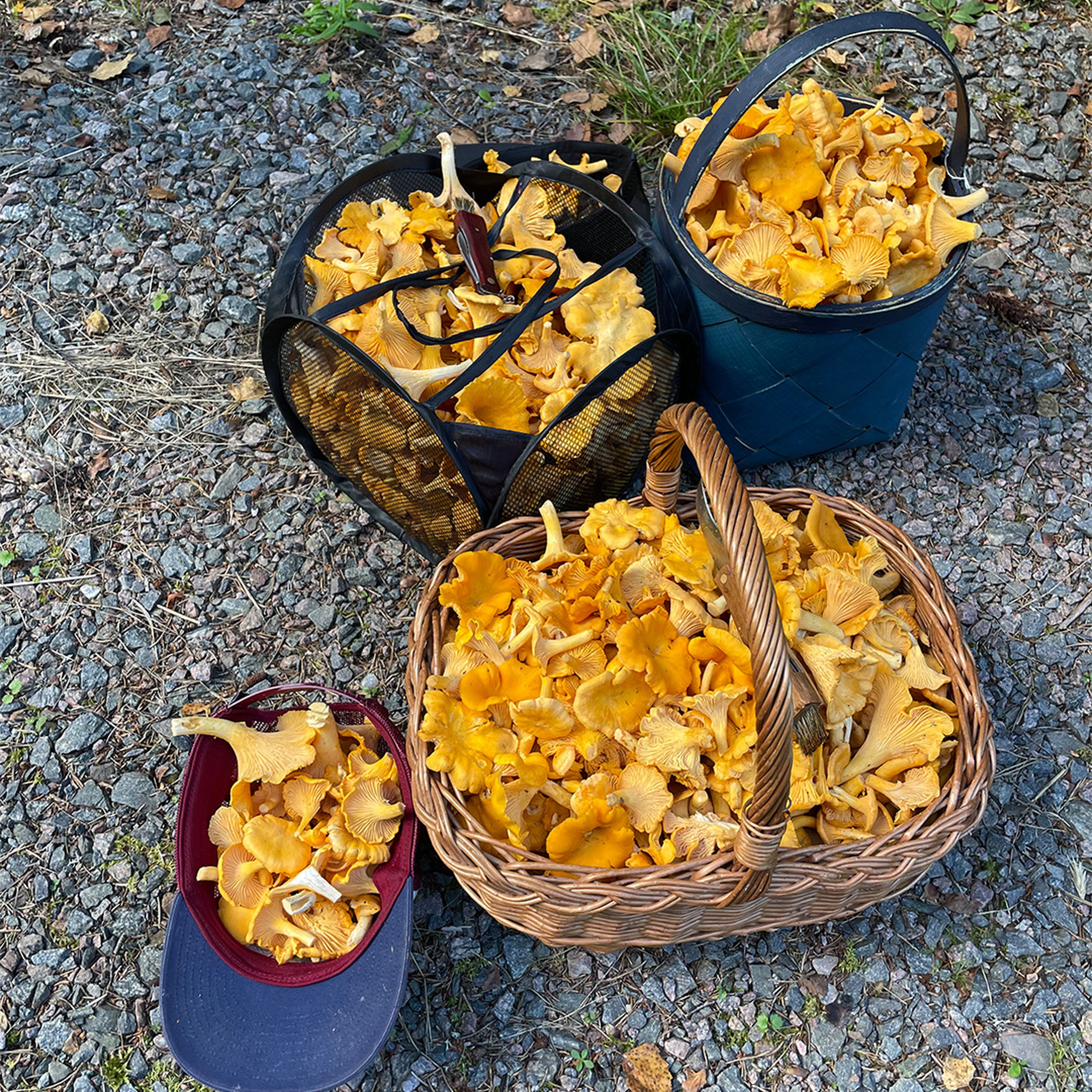 Baskets and a cap filled with freshly picked chanterelle mushrooms on a gravel path.