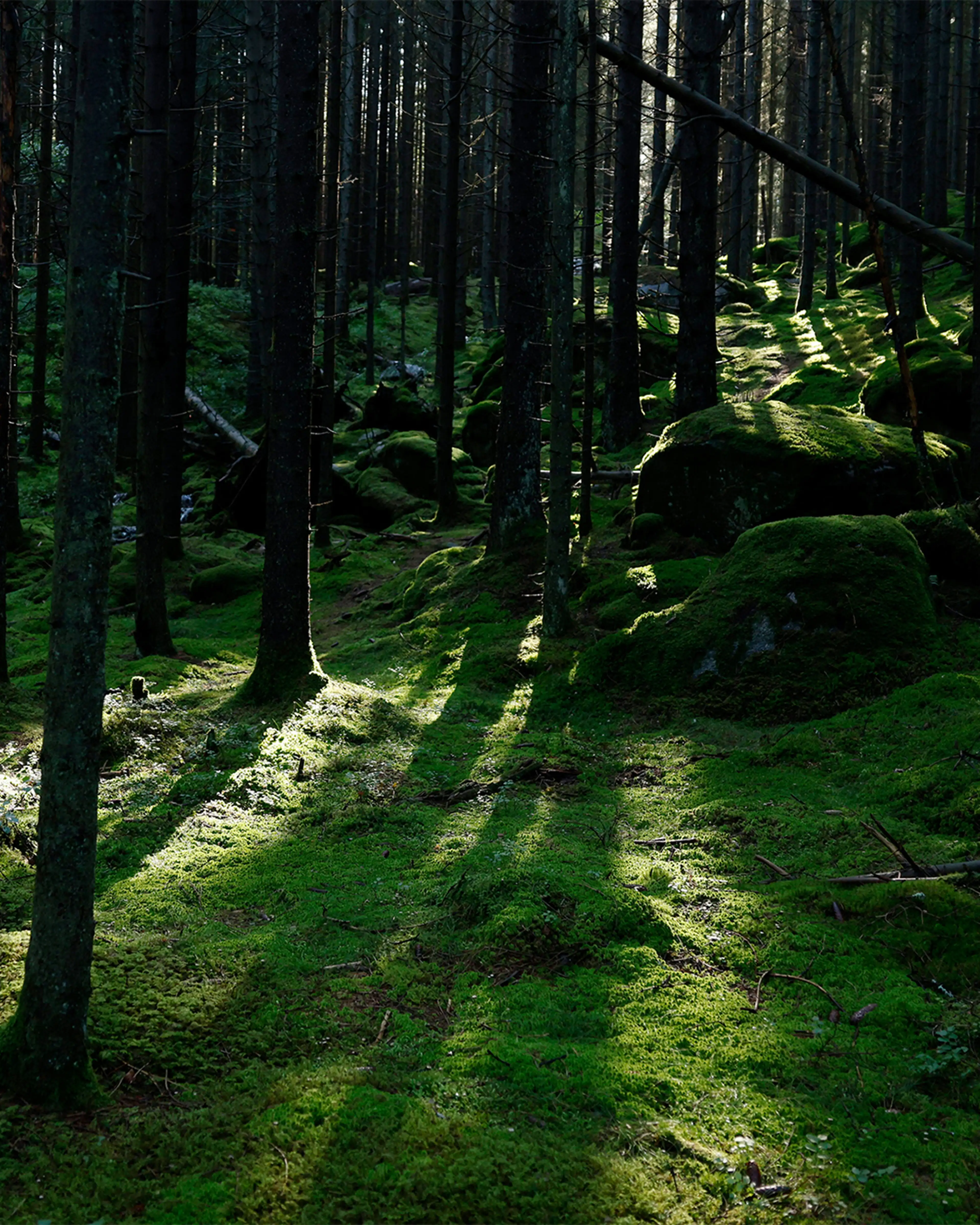 Sunlight filters through dense trees in a moss-covered forest, creating long shadows on the vibrant green ground.