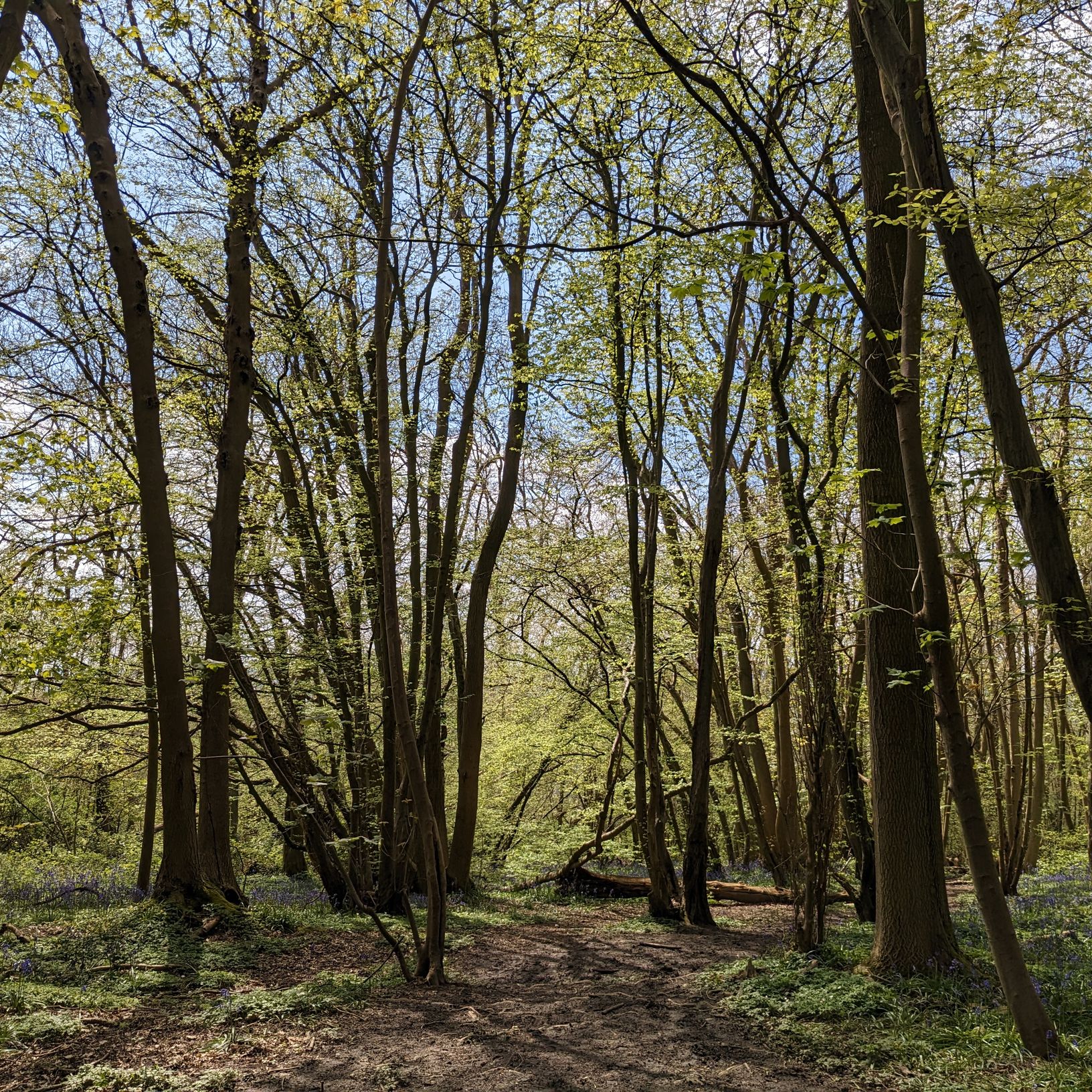 trees in spring