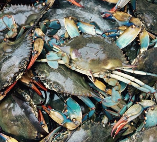Crabs