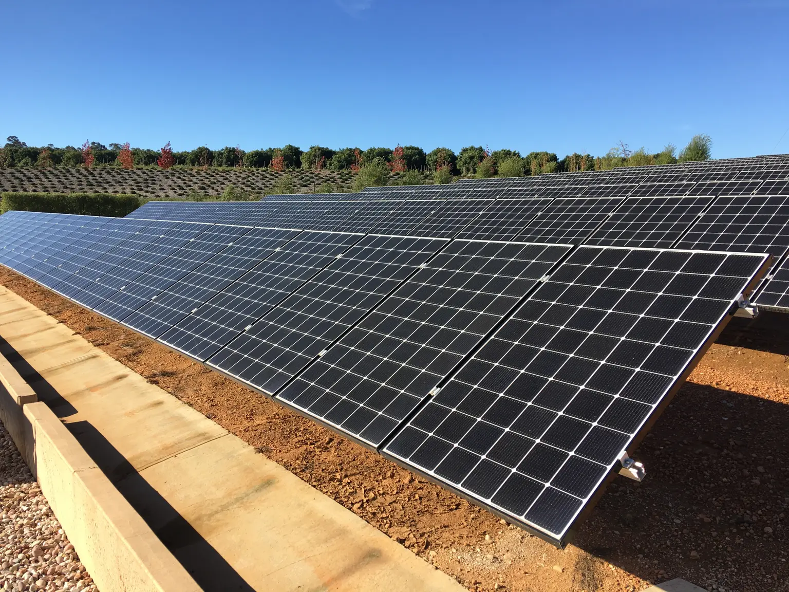 Rows of solar panels in a field under clear blue sky, with trees in the background.