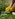 Close-up of two gloved hands, removing weeds in a yard.
