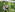 Man trimming a tall hedge