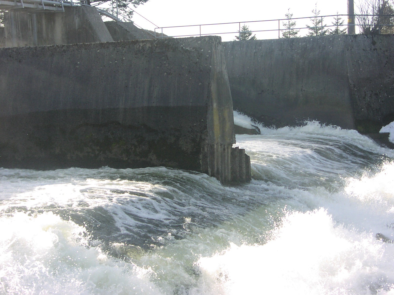 A concrete dam with a metal railing on top, surrounded by trees, with water flowing through it.