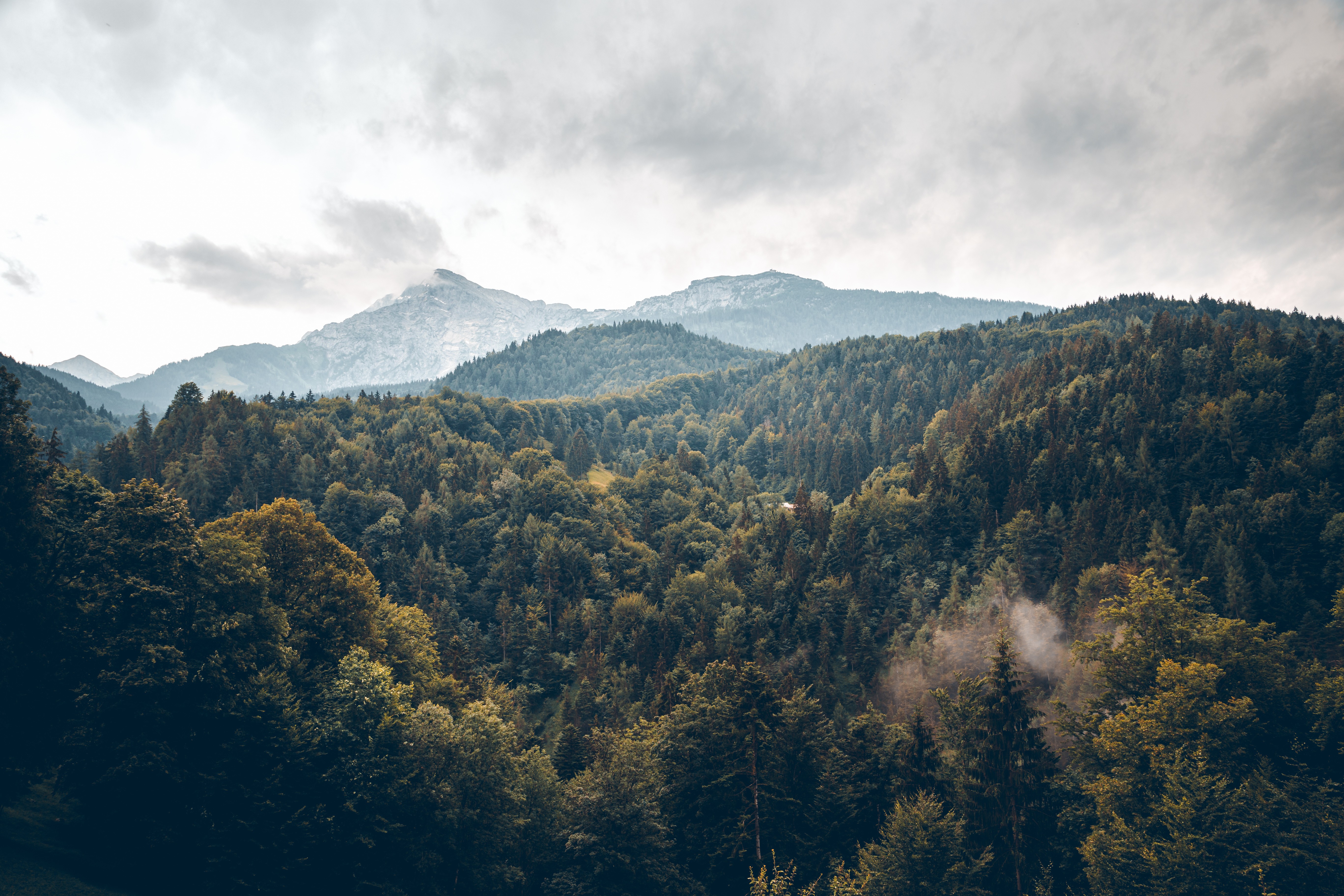 Un frondoso bosque con árboles altos y una cordillera nublada en el fondo bajo un cielo nublado.