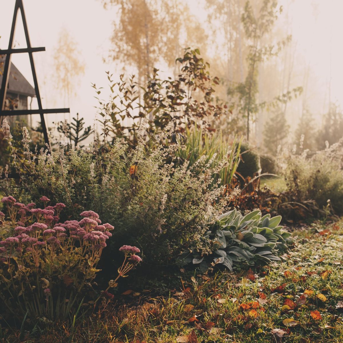 Klidná podzimní zahrada s rozkvetlými květinami a bujnou zelení, zalitá jemným ranním světlem, vytváří klidnou a poklidnou atmosféru.