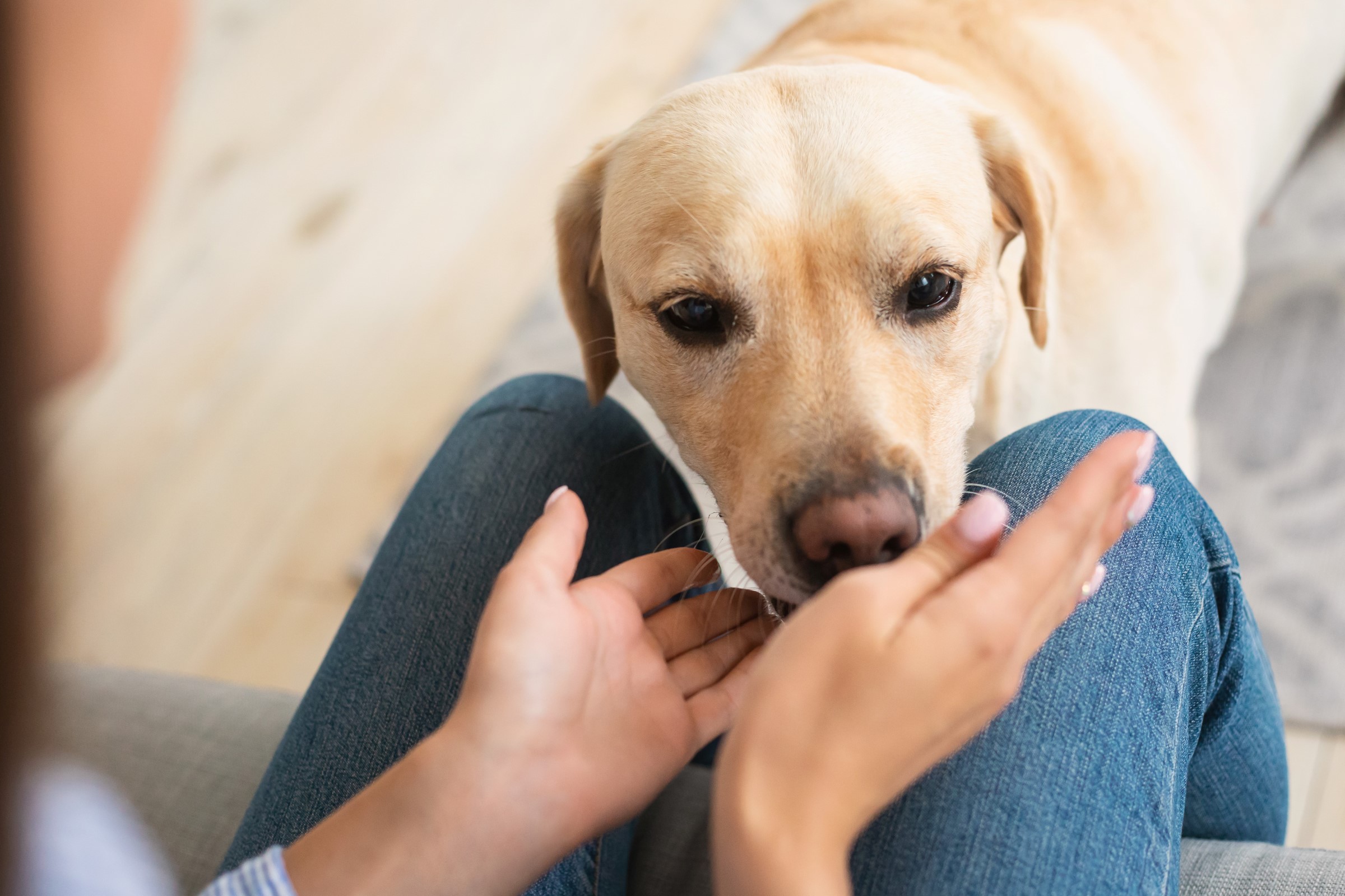 Žlutý labradorský retrívr má hlavu položenou na klíně člověka a dívá se nahoru, zatímco ten mu oběma rukama jemně drží čumák.