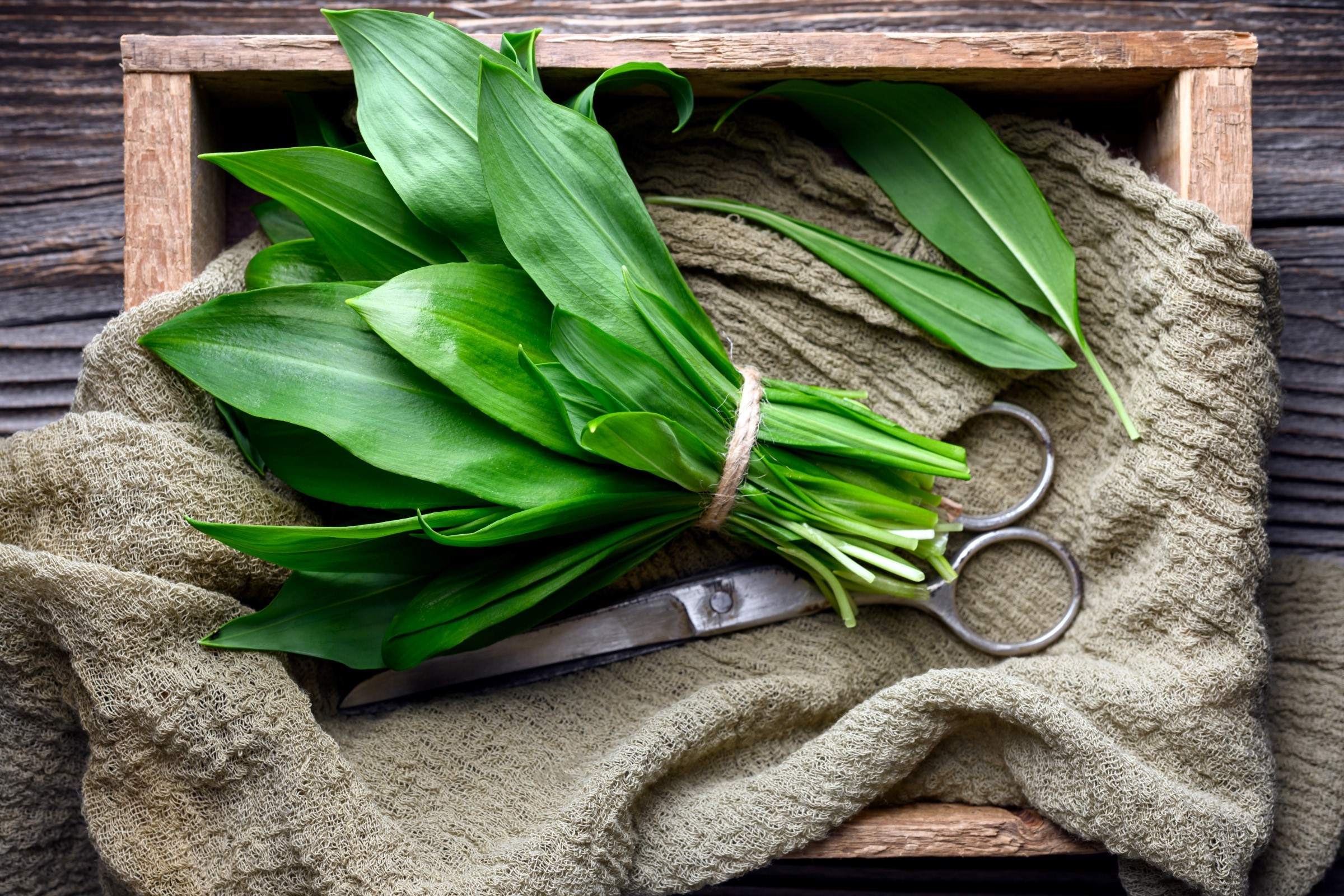 Svazek čerstvých zelených listů medvědího česneku svázaný provázkem na dřevěném podnosu s texturovanou látkou a nůžkami vedle nich.