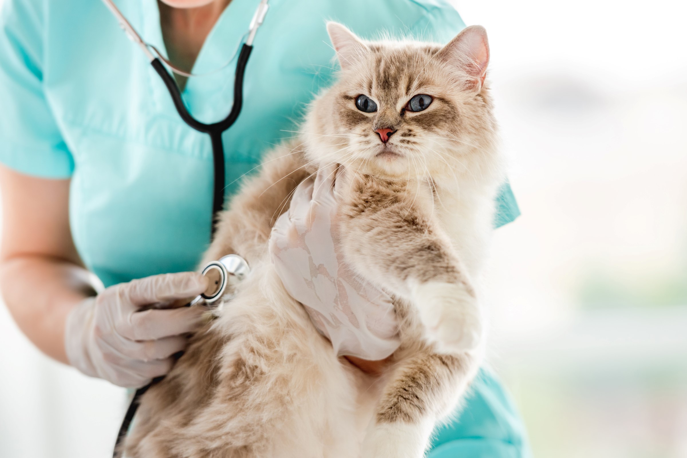 Chlupatá kočka, kterou vyšetřuje veterinář se stetoskopem, v rukavicích a tyrkysové uniformě.