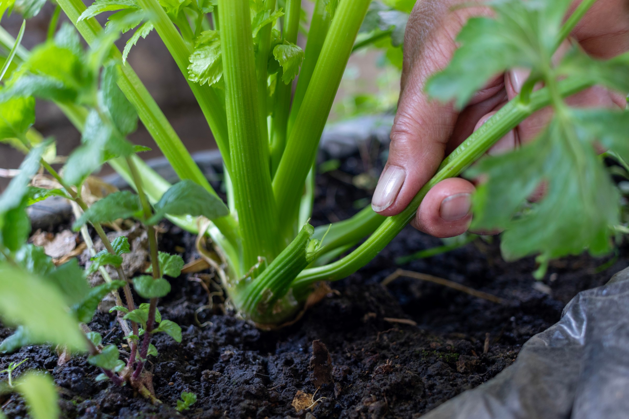 Ruka se stará o řapíkatý celer rostoucí v tmavé půdě, obklopenou dalšími malými rostlinami.