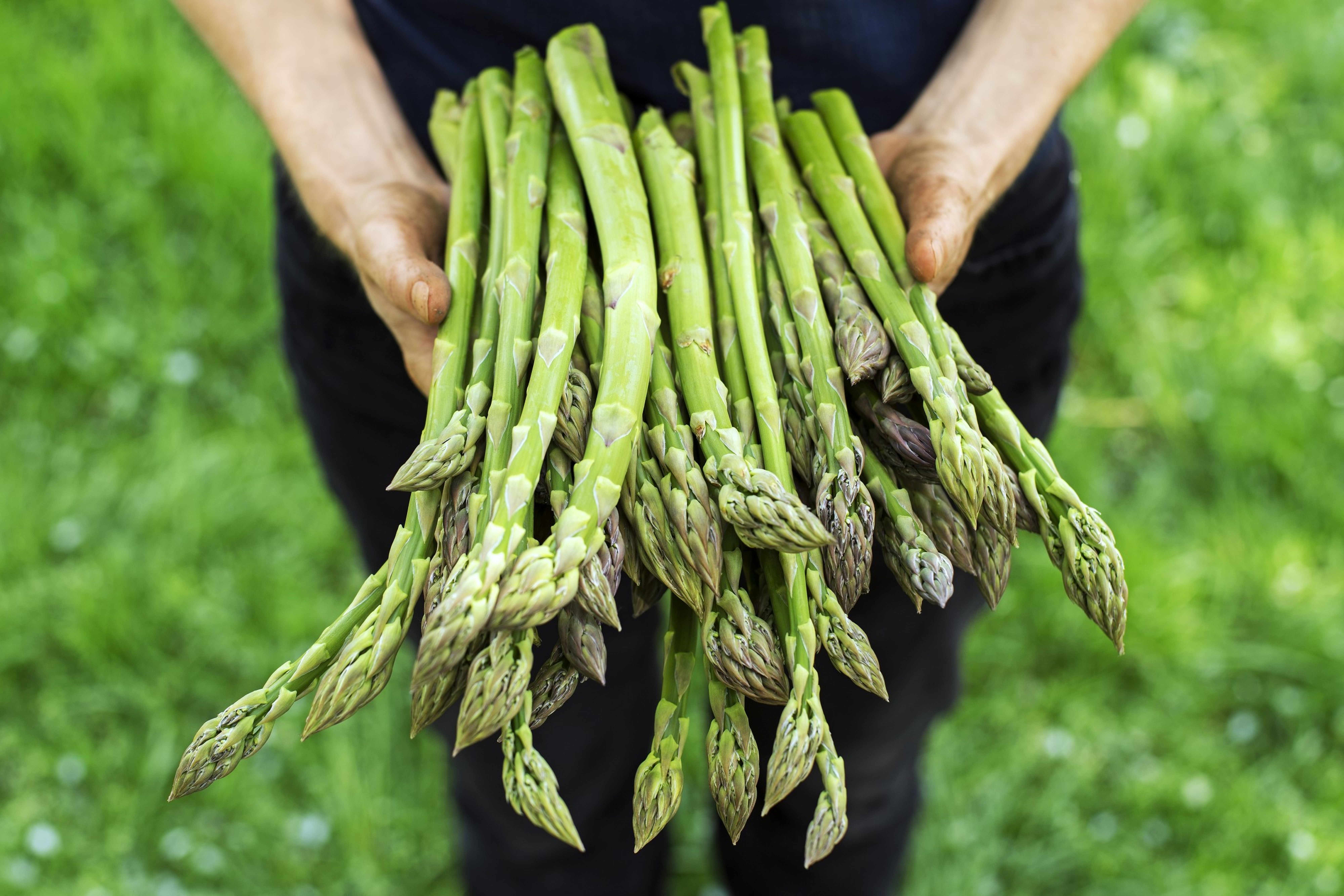 Osoba držící velký svazek čerstvého zeleného chřestu na pozadí s trávou.