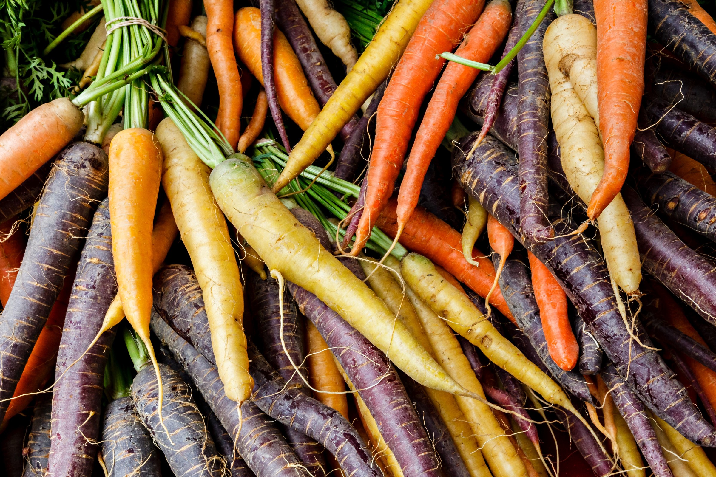 Hromada barevných mrkví (oranžových, fialových, žlutých, bílých) s natí..