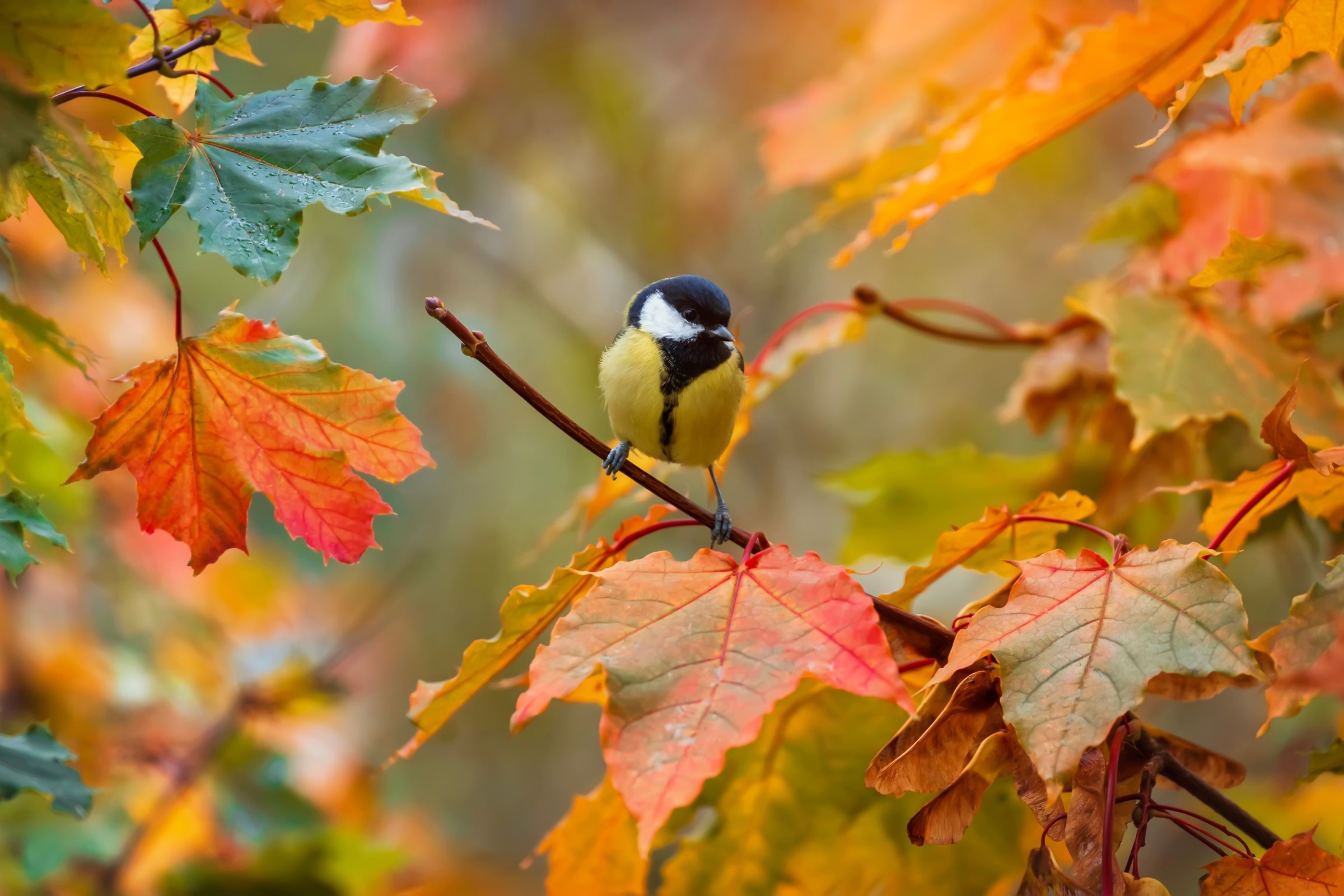 Malý ptáček seděl na větvi uprostřed zářivého podzimního listí v odstínech oranžové, červené a zelené.