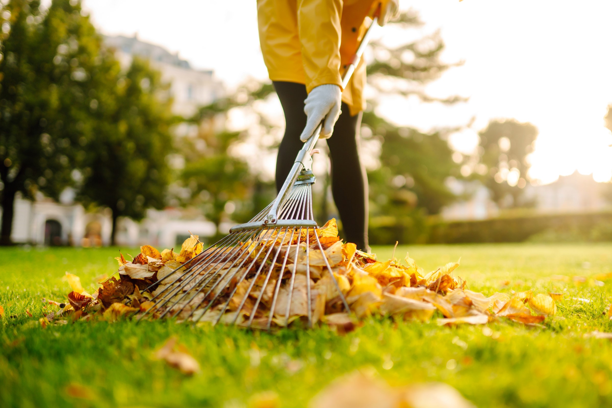 Osoba ve žluté bundě hrabá hromadu podzimního listí na travnatém trávníku, v pozadí jsou stromy a budova.