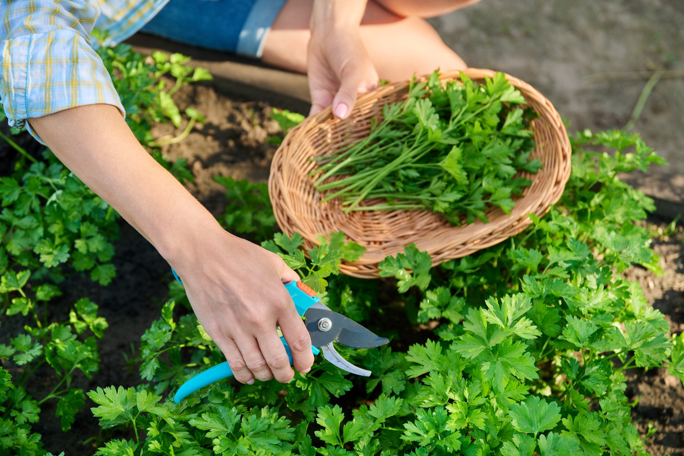 Osoba sklízí petržel zahradními nůžkami a drží košík plný čerstvě natrhaných bylinek v bujné zahradě.