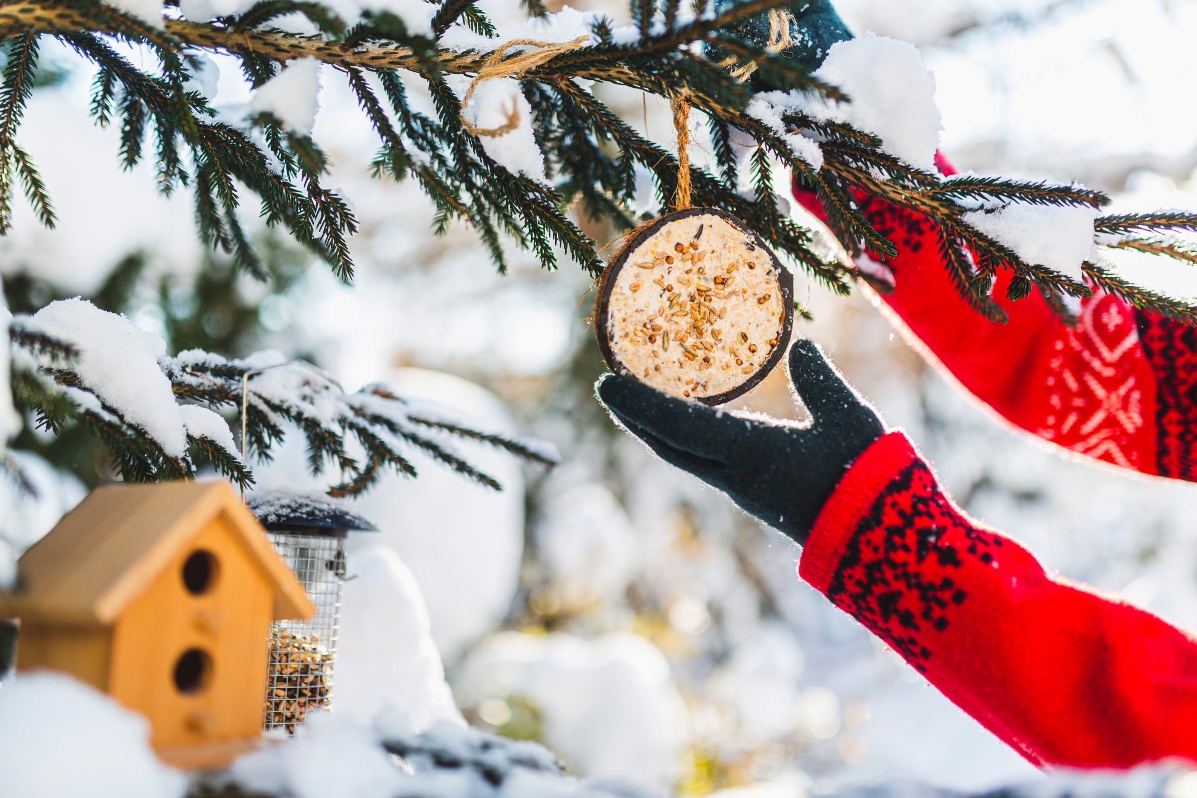 Člověk v červenočerném svetru a černých rukavicích věsí na větev stromu kokosový ořech naplněný krmivem pro ptáky, na větvích visí ještě krmítko ve tvaru domečku a další kovové krmítko, v pozadí zasněžená krajina.