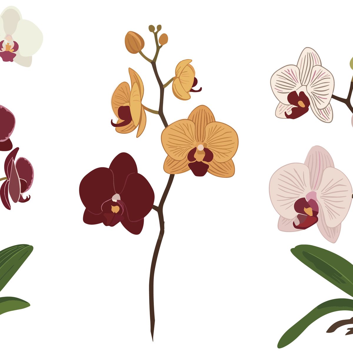 Ilustrace tří rostlin orchidejí s bílými, kaštanovými, oranžovými a růžovými květy, které předvádějí své živé barvy a zelené listy.