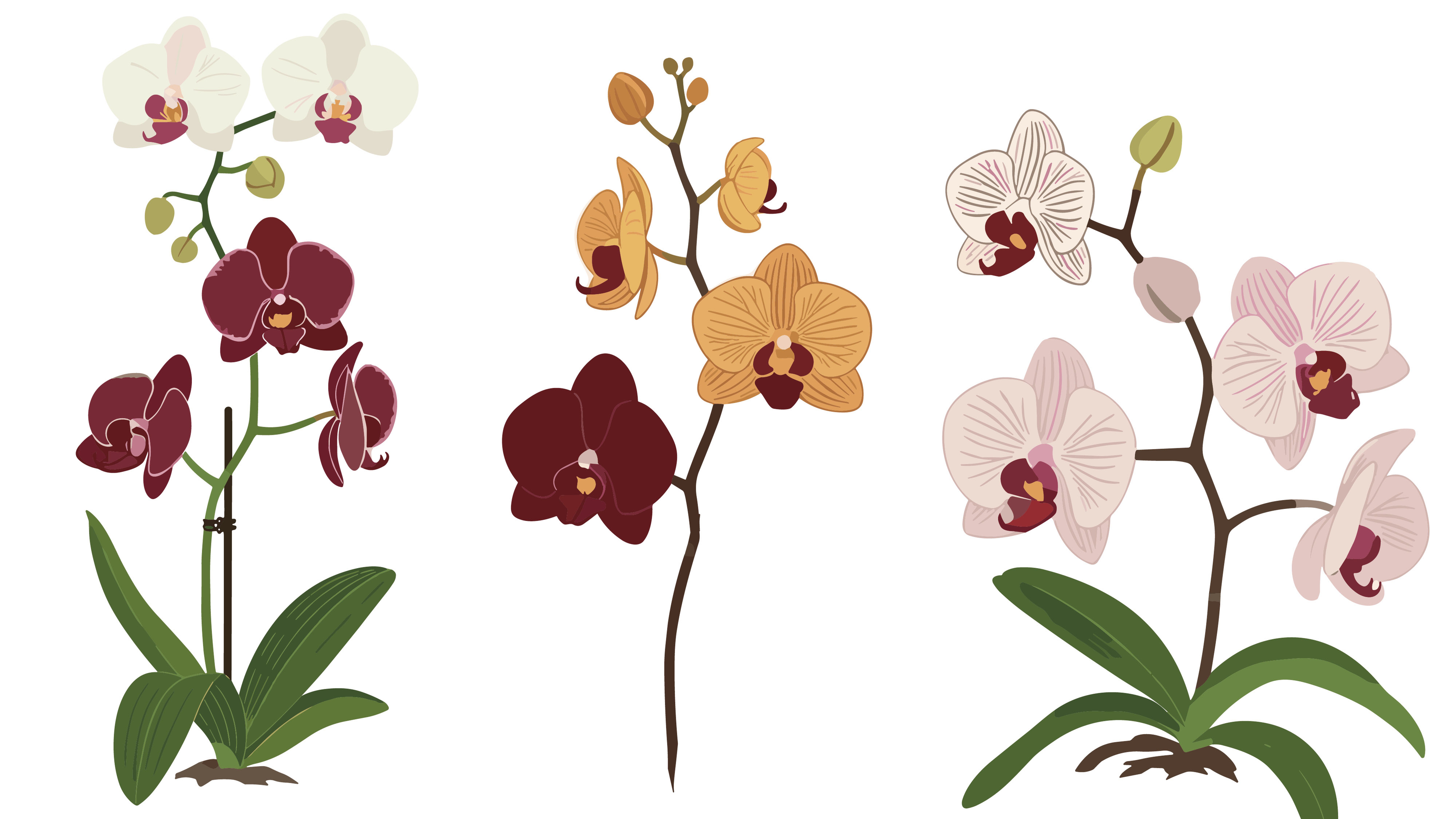 Ilustrace tří rostlin orchidejí s bílými, kaštanovými, oranžovými a růžovými květy, které předvádějí své živé barvy a zelené listy.