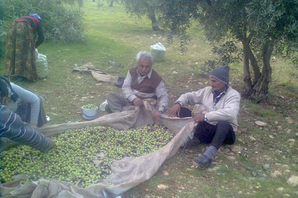People gathering olives in a field, sitting on the ground with sacks full of green olives. Trees and greenery surround the scene.