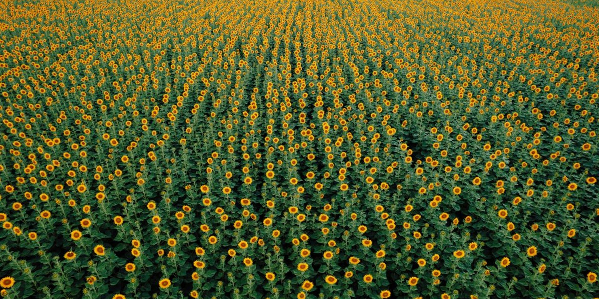 zonnebloemen biobrandstoffen