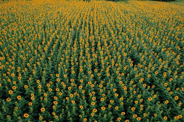 zonnebloemen biobrandstoffen