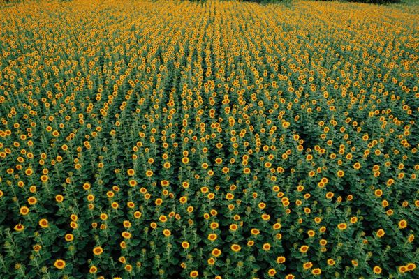 zonnebloemen biobrandstoffen