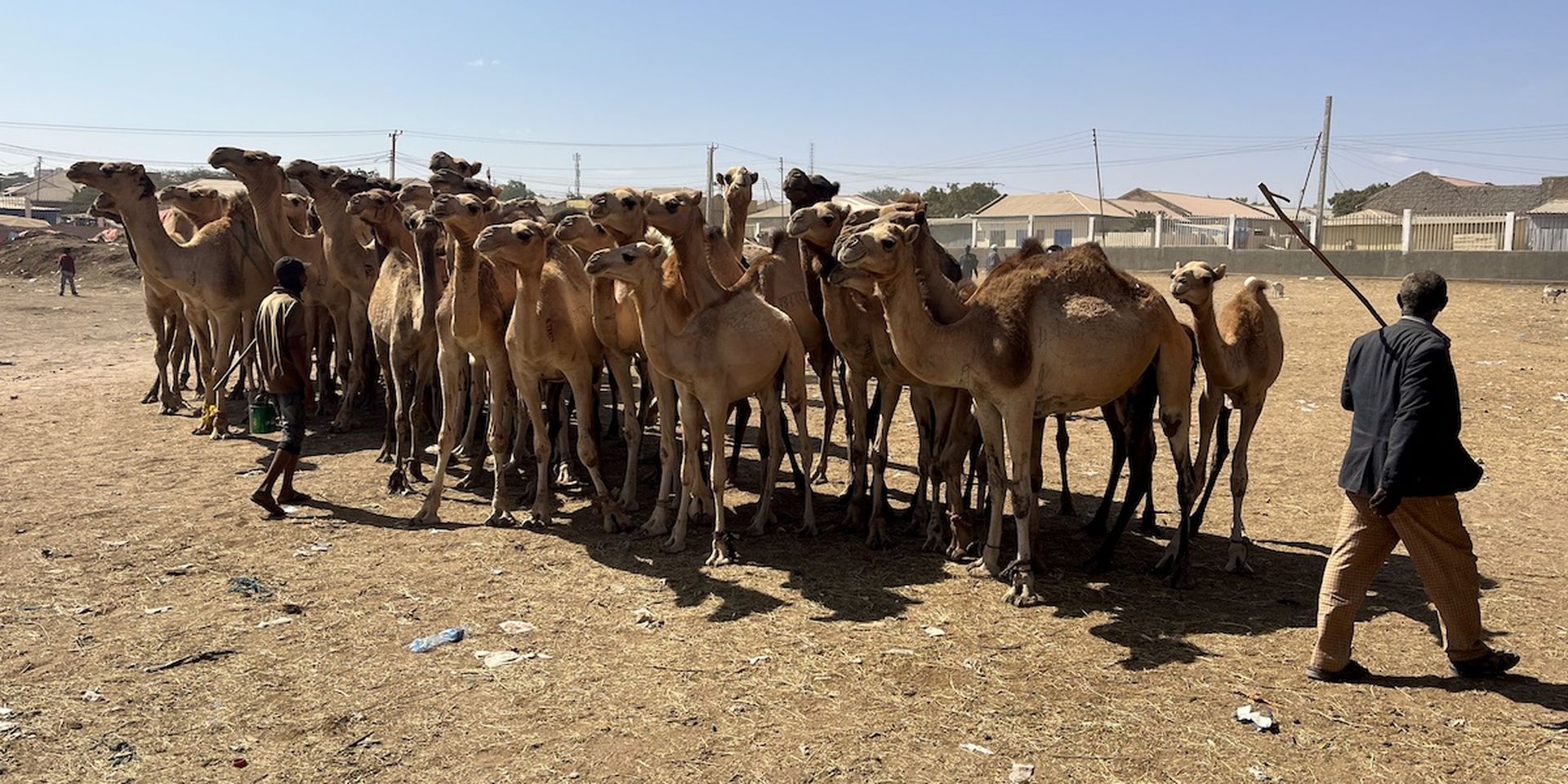 Kamelenmarkt Somaliland