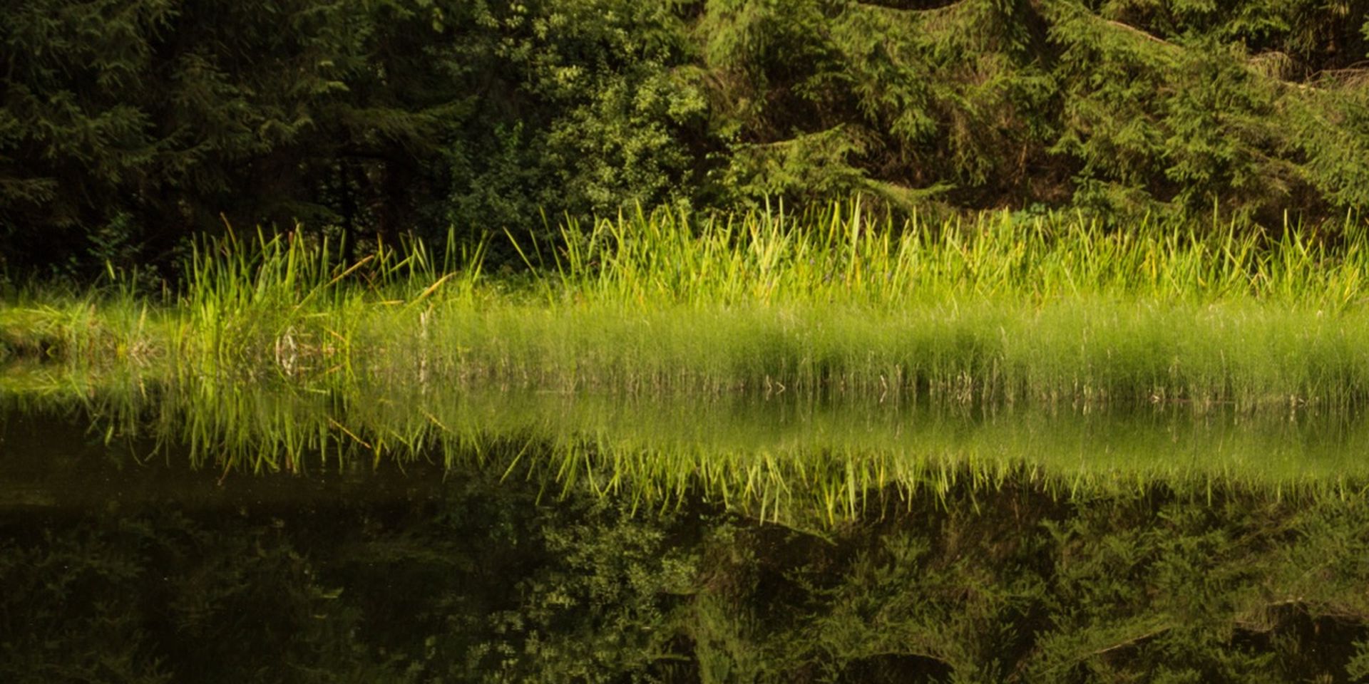 Calm pond reflects dense green vegetation and trees, creating a mirror-like image.