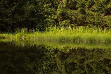 Calm pond reflects dense green vegetation and trees, creating a mirror-like image.