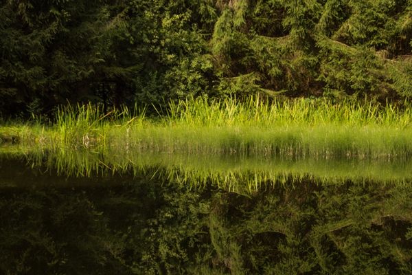 Calm pond reflects dense green vegetation and trees, creating a mirror-like image.