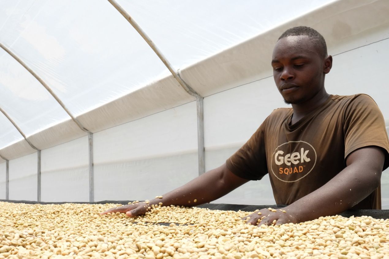 Man sorting coffee beans on a drying table in a greenhouse, wearing a "Geek Squad" T-shirt.