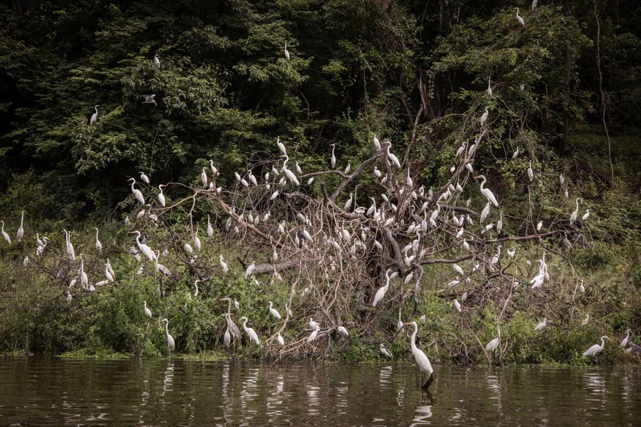 A large flock of white egrets perched on tree branches by the water, with dense green foliage in the background.