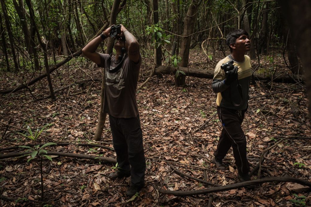 Two people in a dense forest, one gazing through binoculars and the other holding a camera, surrounded by trees and dried leaves.