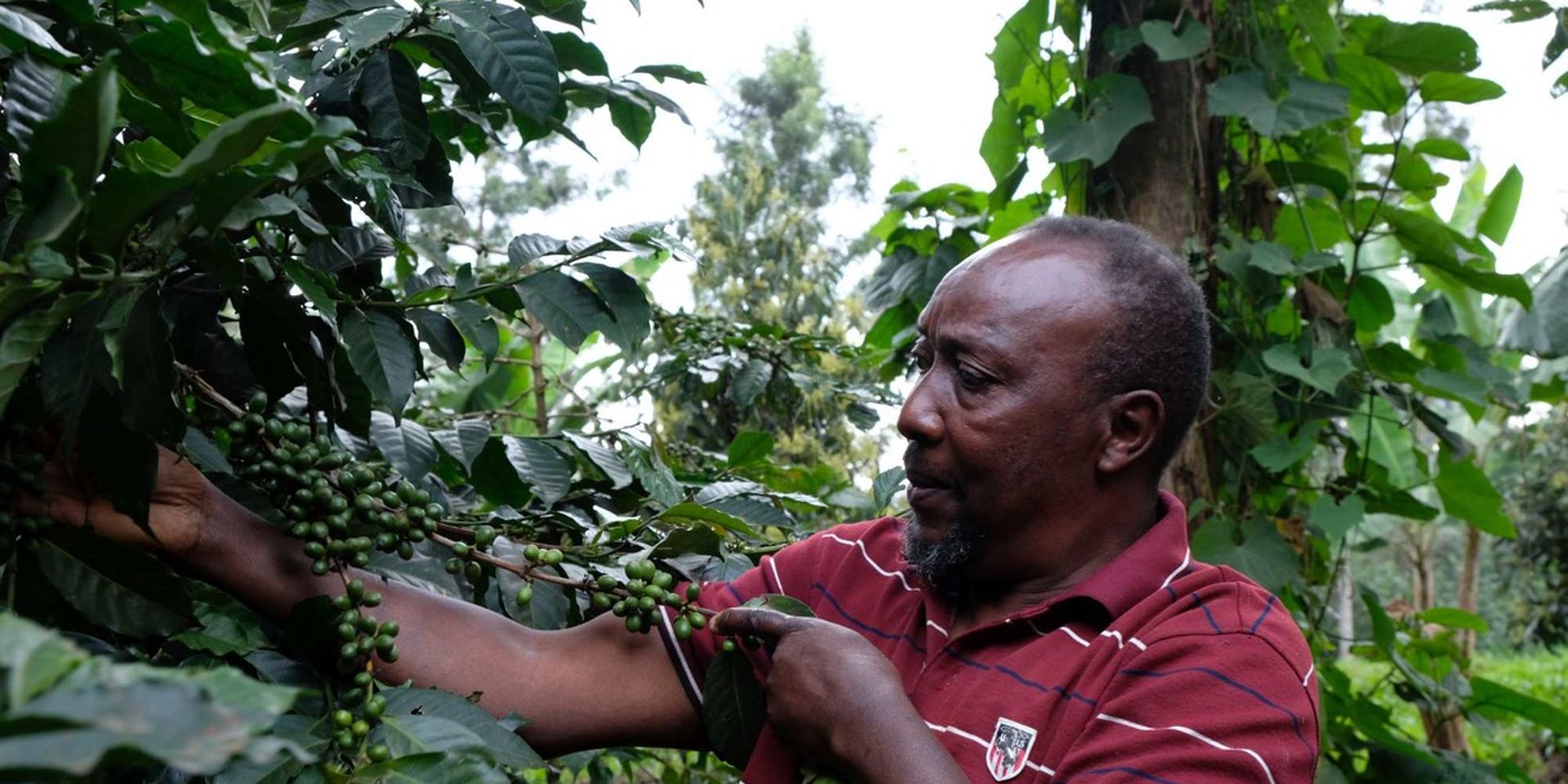 A person examines green coffee beans on a branch in a lush plantation, surrounded by dense green foliage.