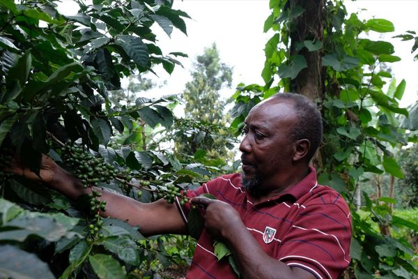 A person examines green coffee beans on a branch in a lush plantation, surrounded by dense green foliage.