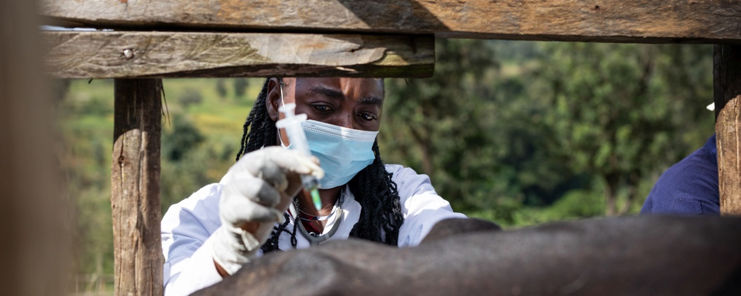 dierenarts vaccinatie