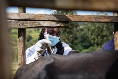 dierenarts vaccinatie