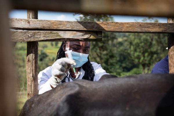 dierenarts vaccinatie