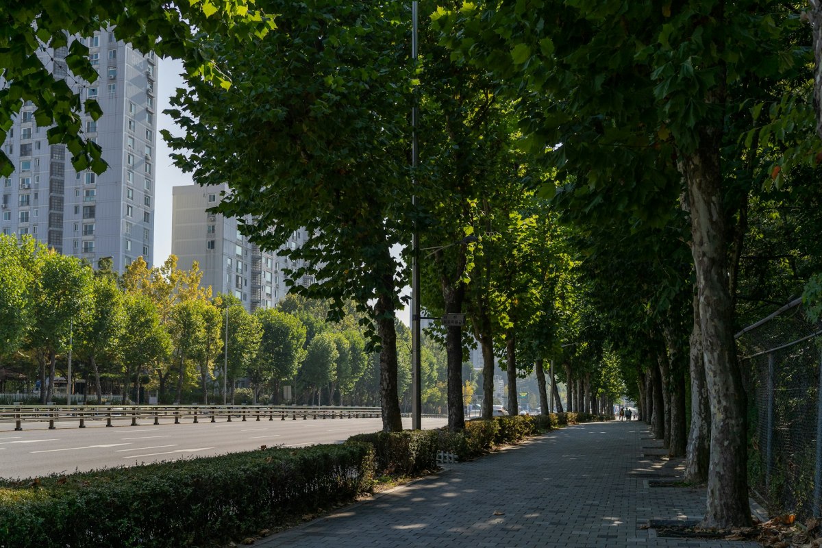 ‘Bomen zijn de airconditioners van onze steden, maar ze redden het niet alleen’ – MO*