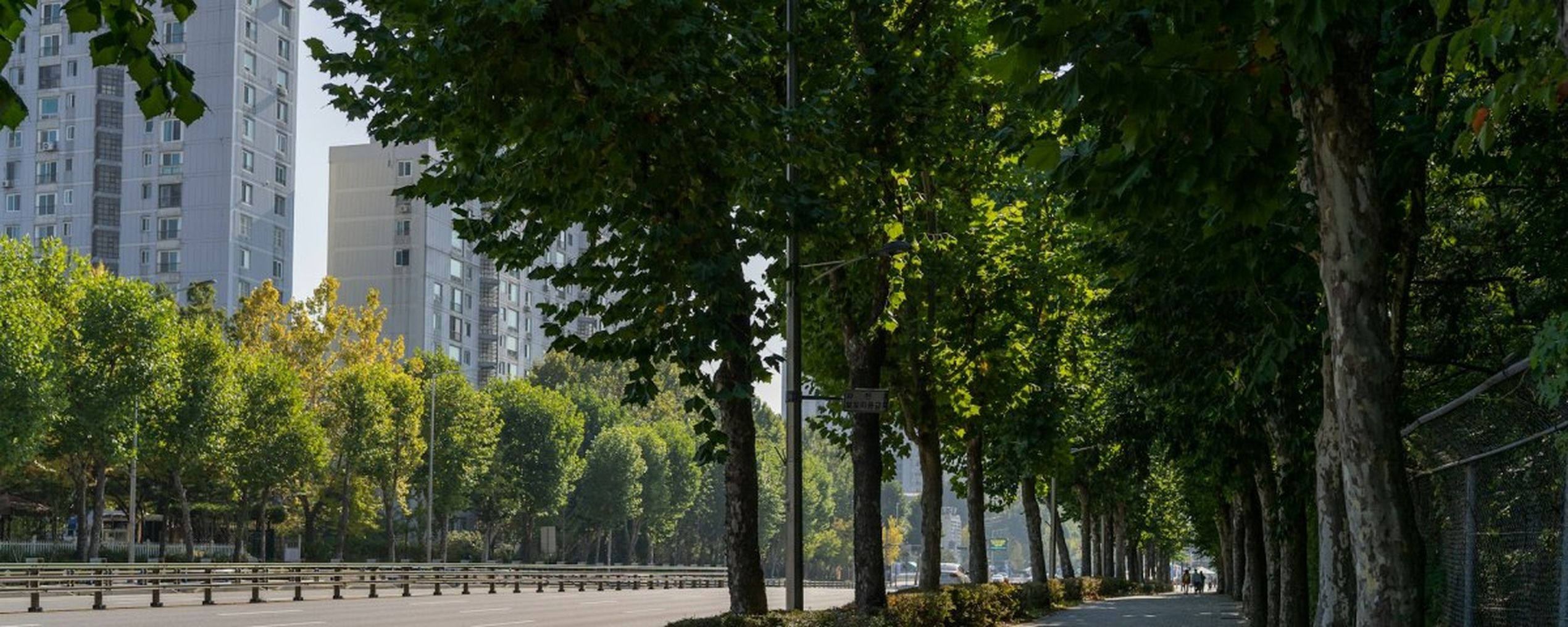 trees city bomen stad