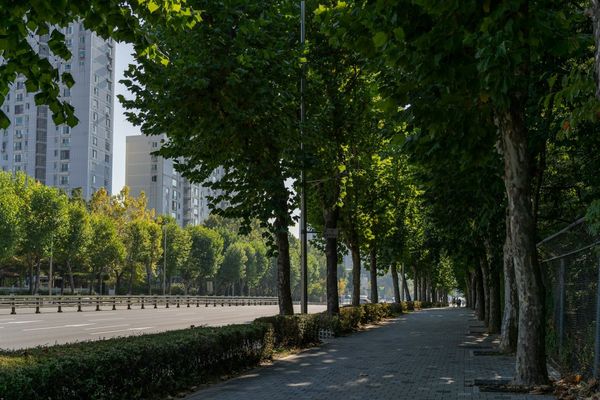 trees city bomen stad