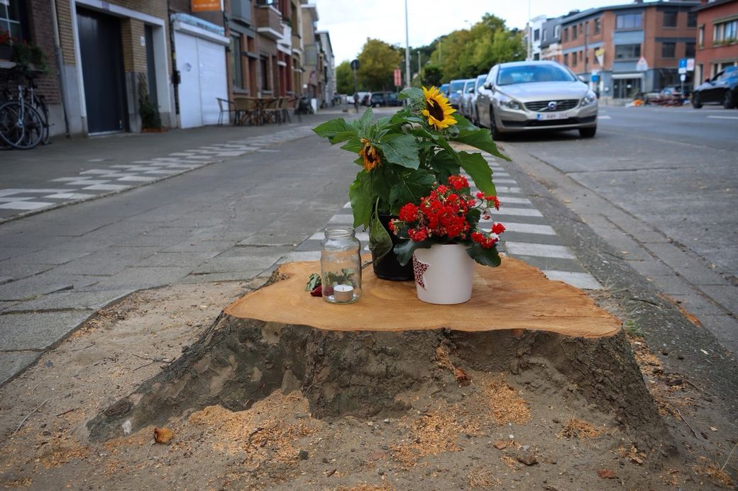 Tree stump on a sidewalk with potted sunflowers and red flowers, and a jar. Cars and buildings line the street in the background.