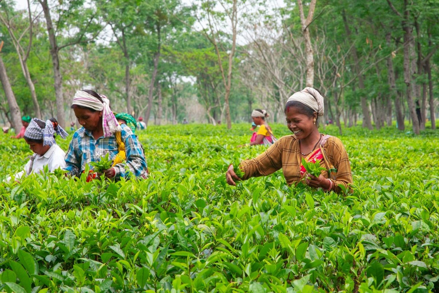 tea plantation theeplantage
