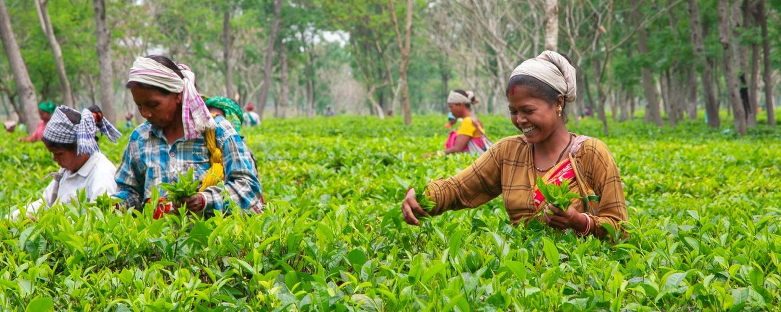 tea plantation theeplantage